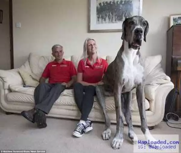 Checkout the 7foot giant dog vying for the world